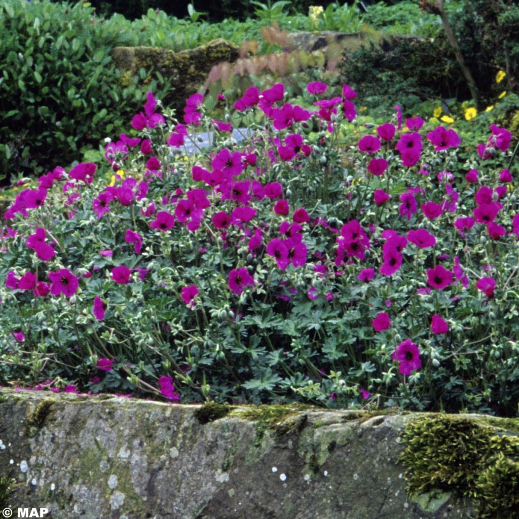 Geranium cinereum v. subcaulescens - Aschgrauer Storchschnabel