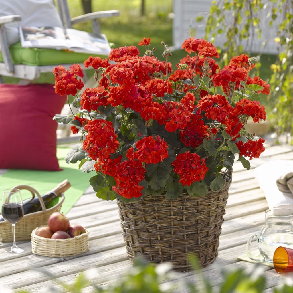 Zonal-Pelargonie Specials C Alm-Geranie Scarlet - Pelargonium