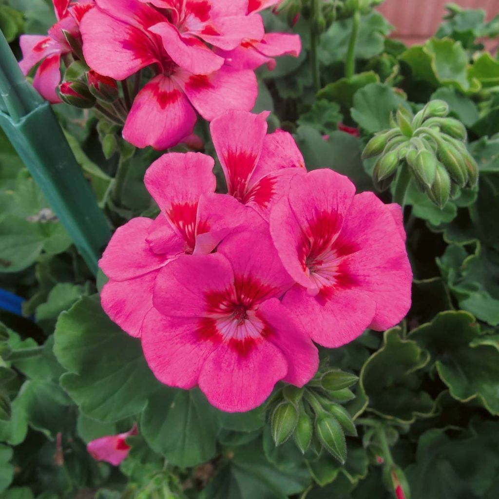 Zonal-Pelargonie TwoinOne Hot Pink Splash - Pelargonium