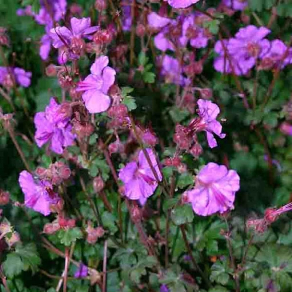 Geranium cantabrigiense Karmina - Cambridge Storchschnabel