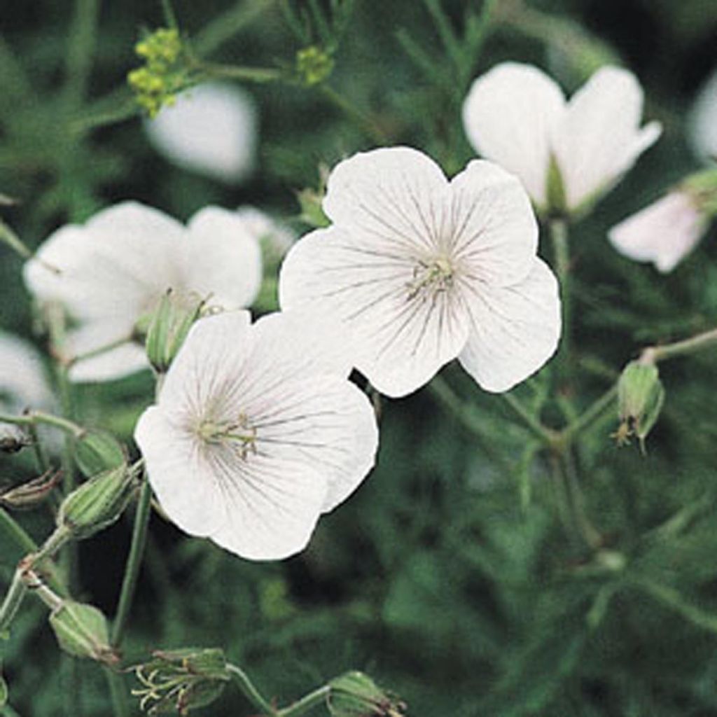 Geranium clarkei Kashmir White - Clarkes Storchschnabel