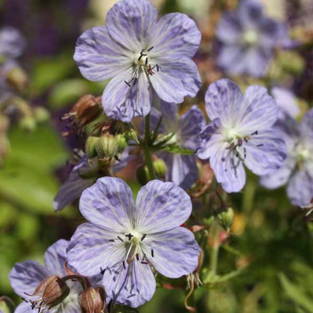 Geranium pratense Mrs Kendall Clark - Wiesen-Storchschnabel