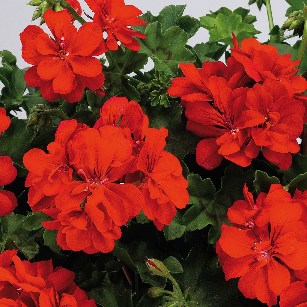 Hängegeranie Big 5 Red Devil - Pelargonium