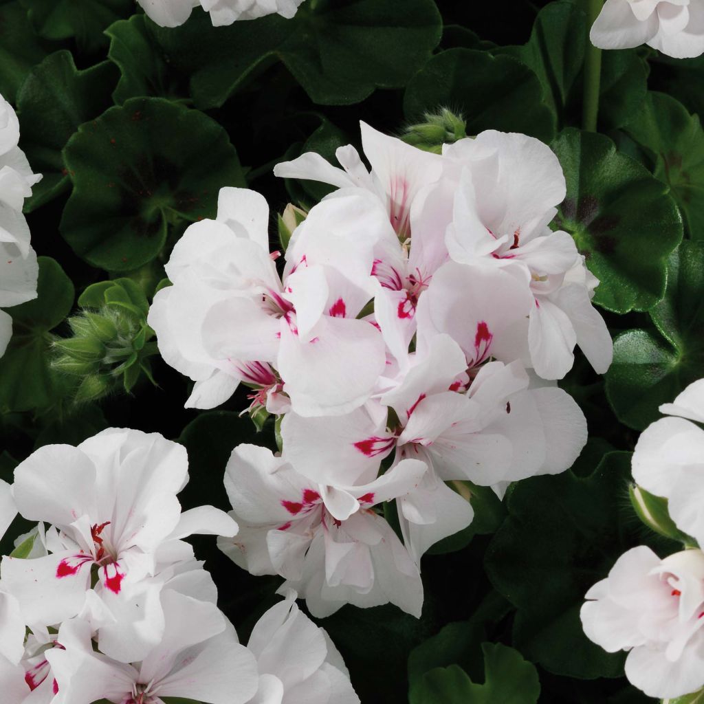 Hängegeranie Big 5 White - Pelargonium