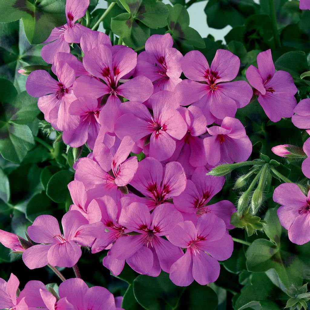 Hängegeranie Rainbow Amethyst - Pelargonium