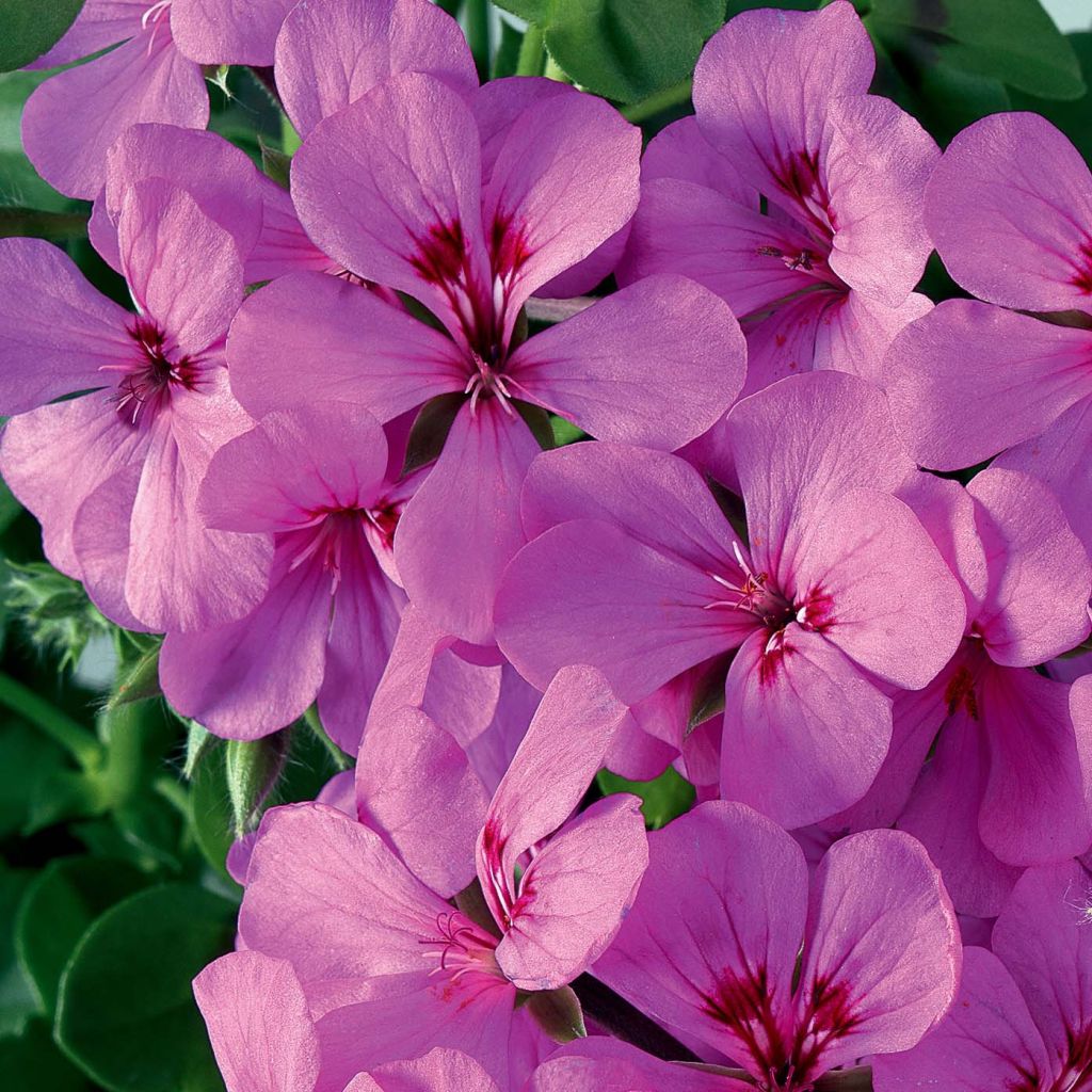 Hängegeranie Rainbow Amethyst - Pelargonium