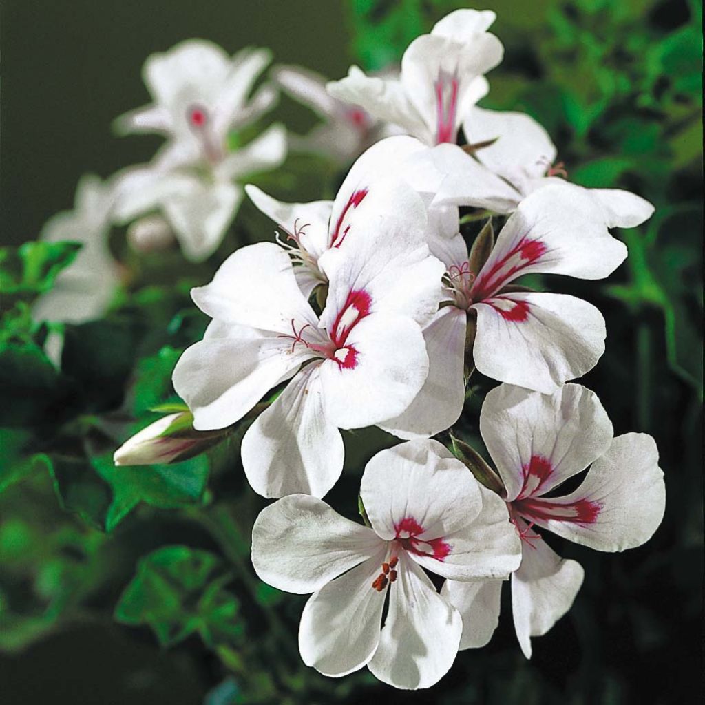 Hängegeranie Rainbow White - Pelargonium