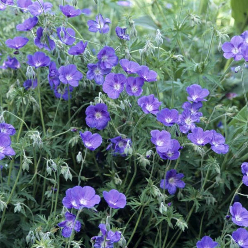 Storchschnabel Orion - Geranium