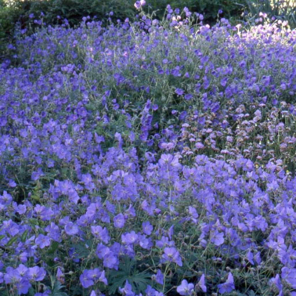 Géranium vivace Orion