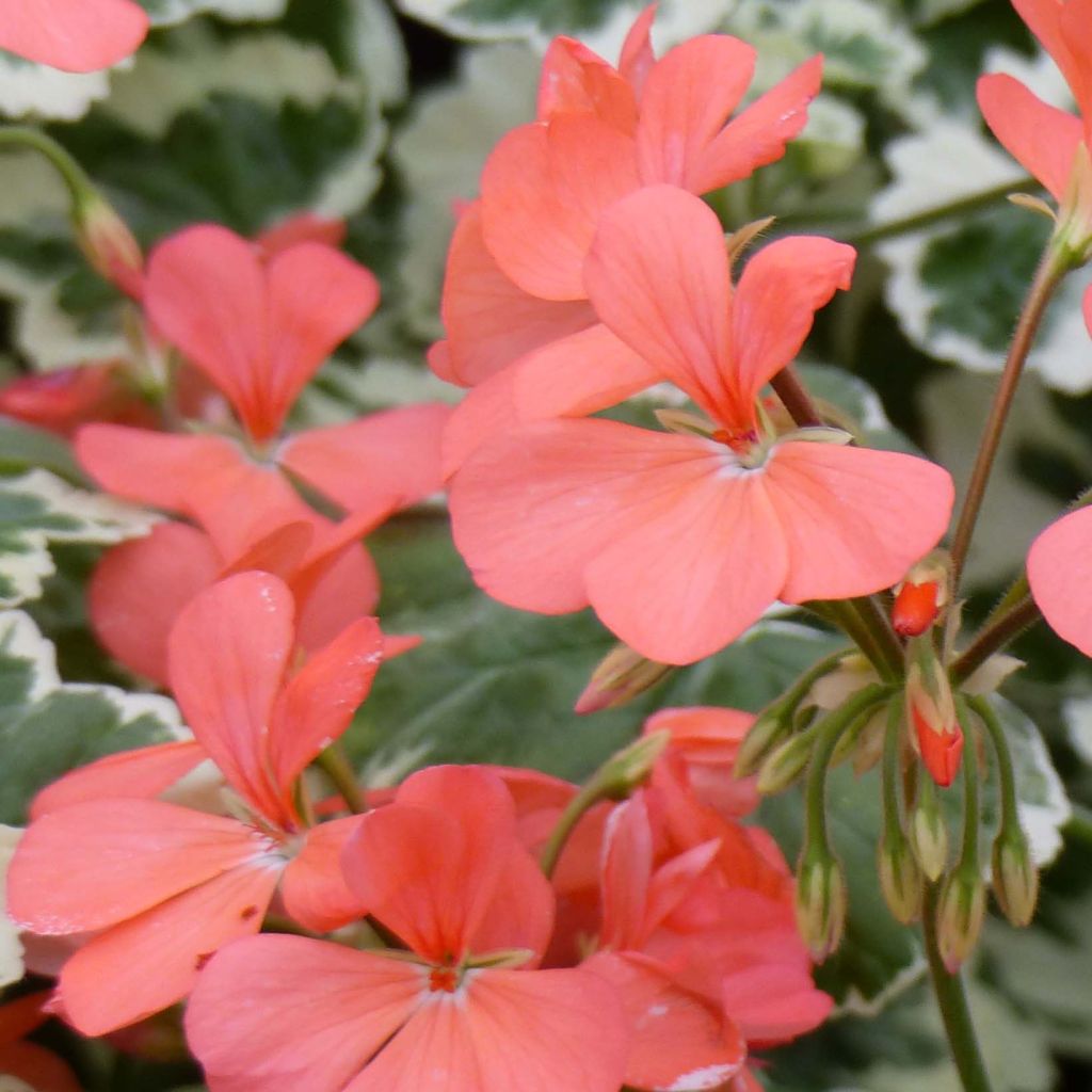 Zonal-Pelargonie Fantaisy Franck Headley - Pelargonium