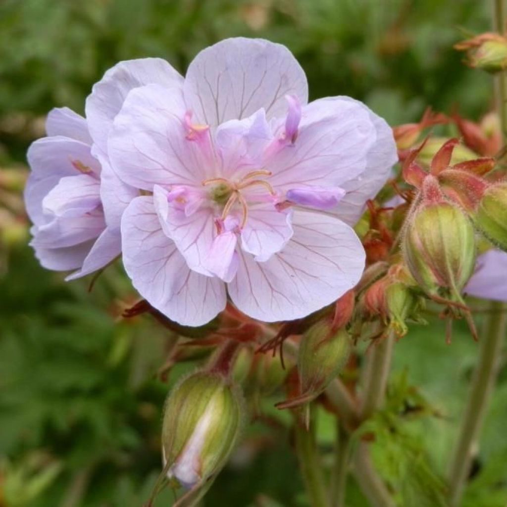 Geranium pratense Else Lacey - Wiesen-Storchschnabel