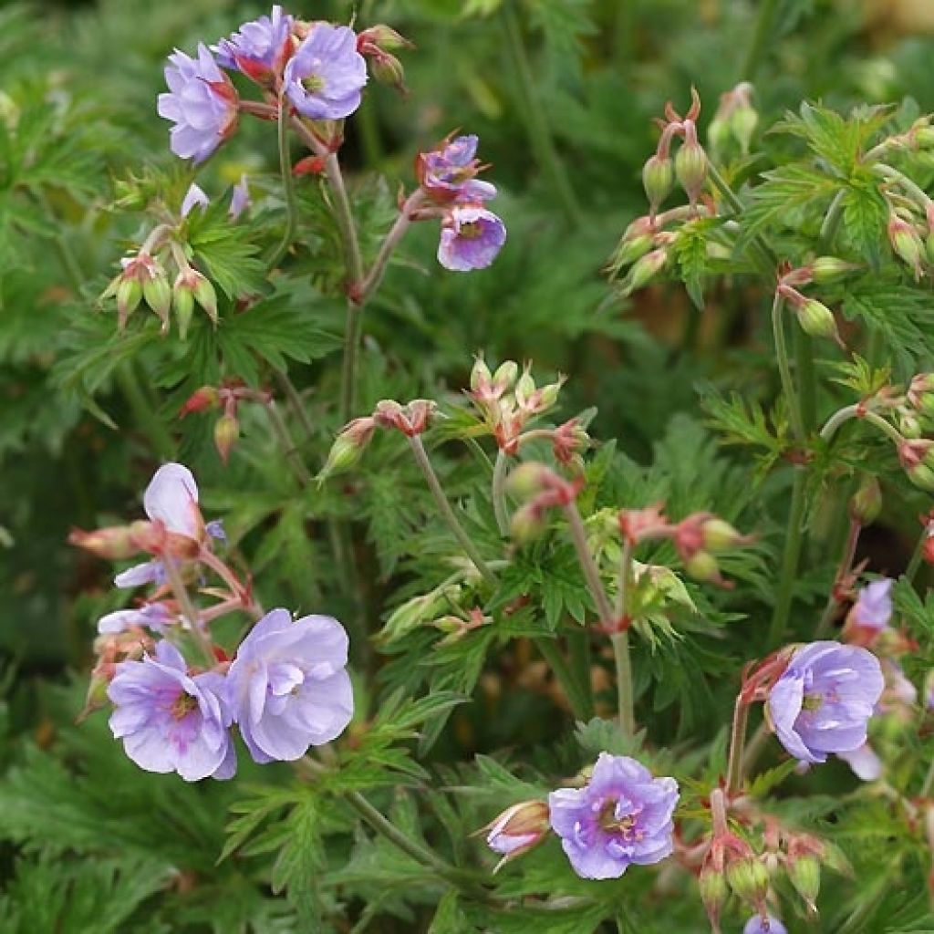 Geranium pratense Else Lacey - Wiesen-Storchschnabel