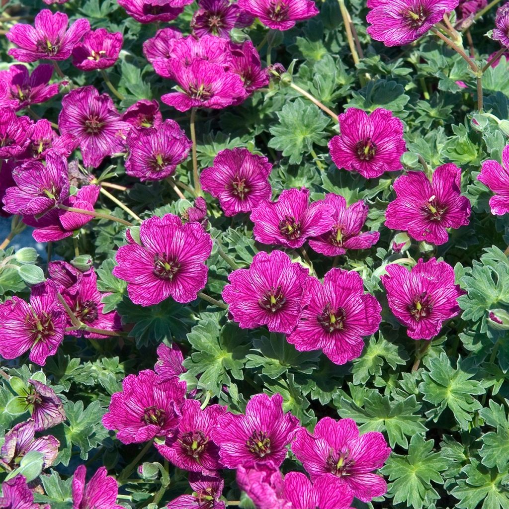 Geranium cinereum Purple Pillow - Aschgrauer Storchschnabel