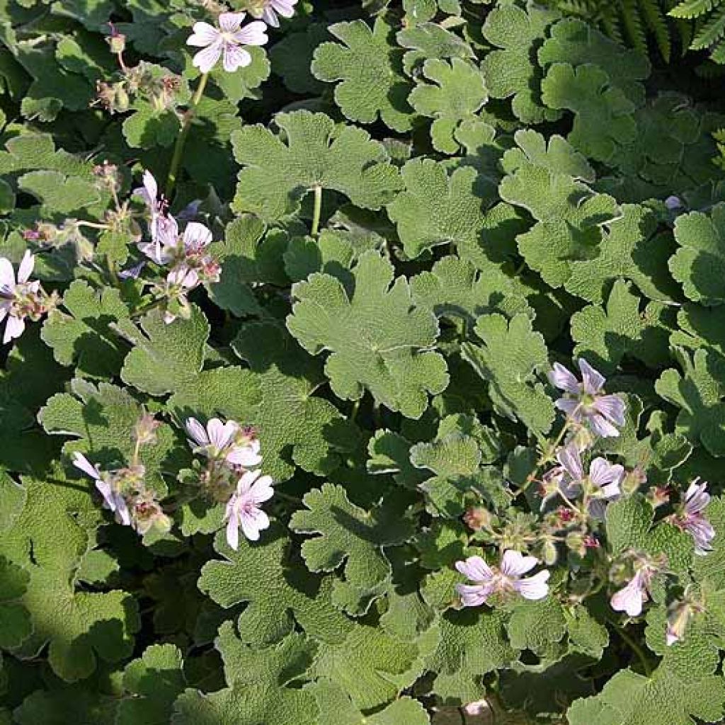 Géranium vivace renardii