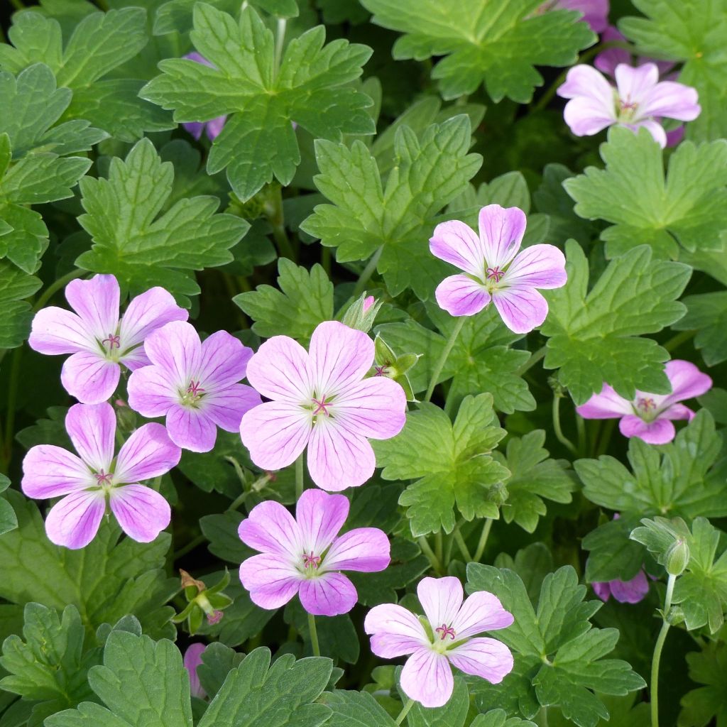 Geranium riversleaianum Mavis Simpson - Storchschnabel