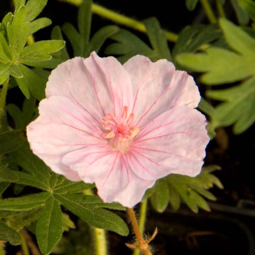 Geranium sanguineum var. striatum - Blutstorchschnabel