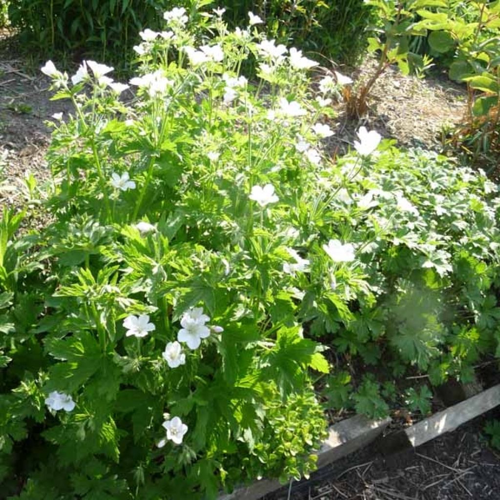 Geranium sylvaticum Album - Wald-Storchschnabel