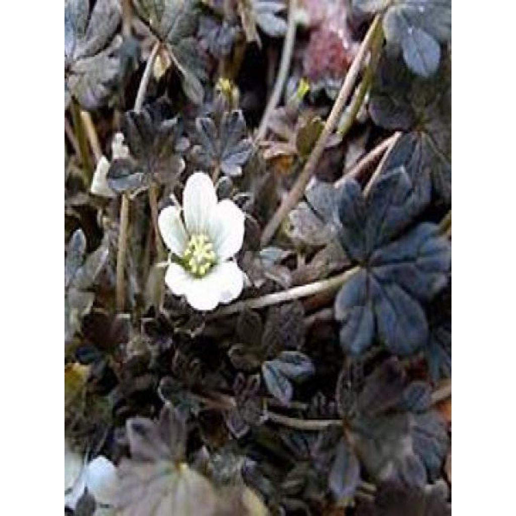 Geranium vivace sessiliflorum Nigricans