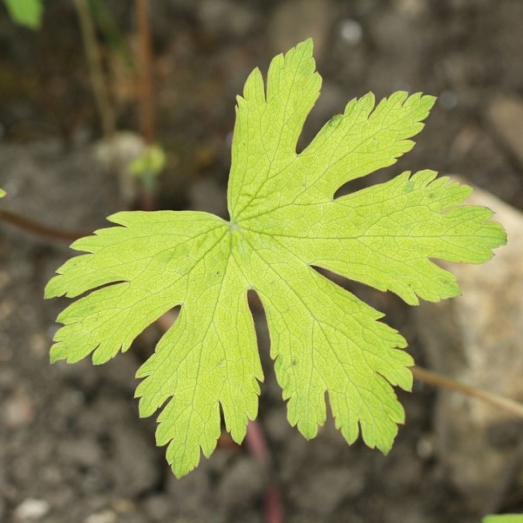 Storchschnabel Ann Folkard - Geranium