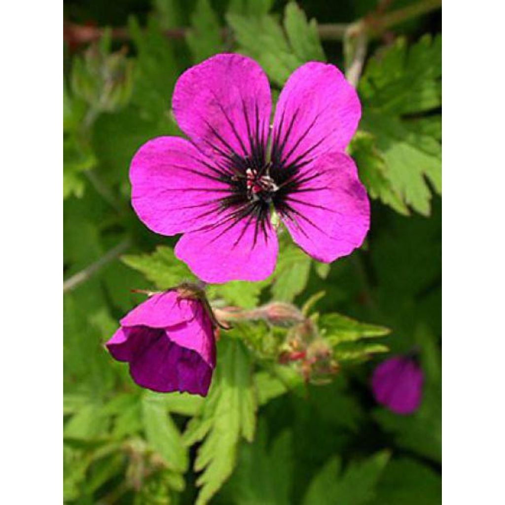 Storchschnabel Anne Thomson - Geranium