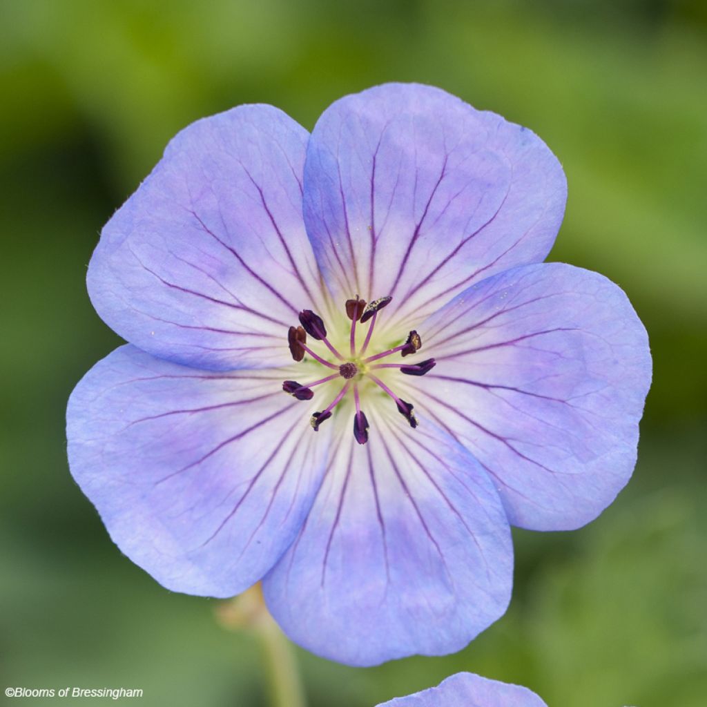 Storchschnabel Azure Rush - Geranium