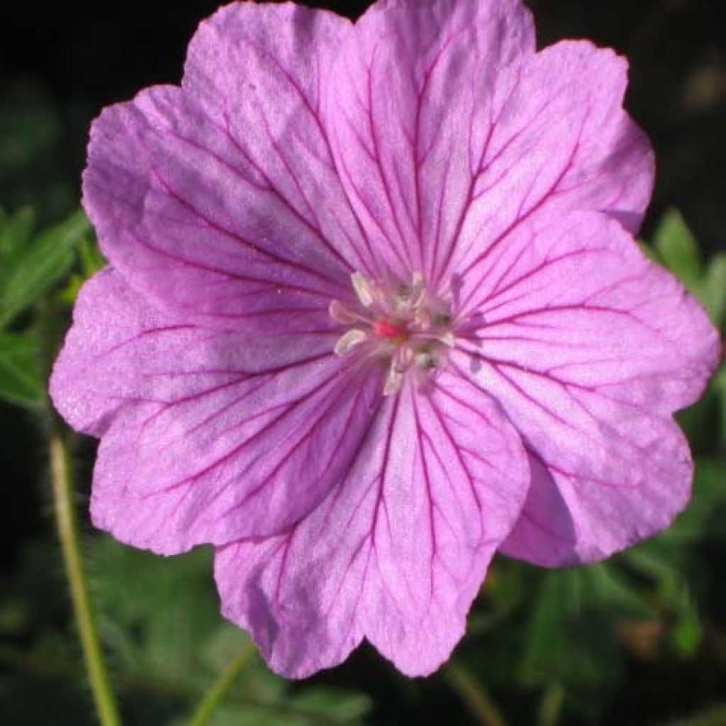 Géranium vivace Blushing Turtle