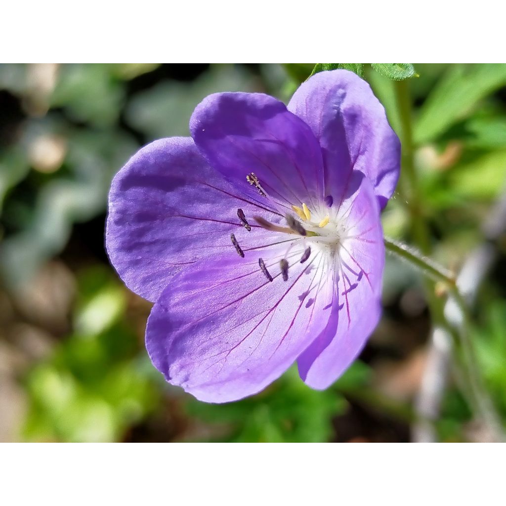 Storchschnabel Brookside - Geranium