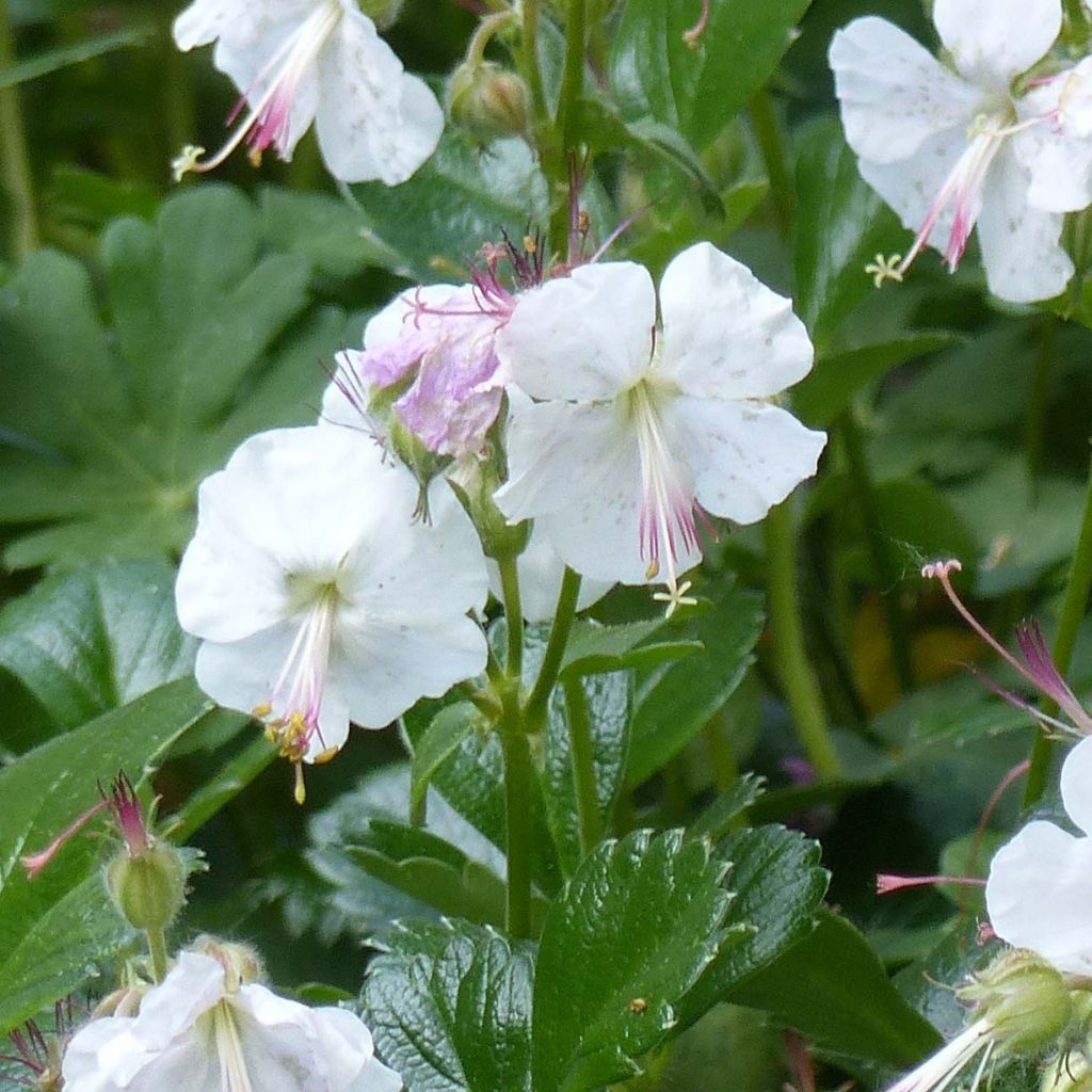 Geranium cantabrigiense St Ola - Cambridge Storchschnabel