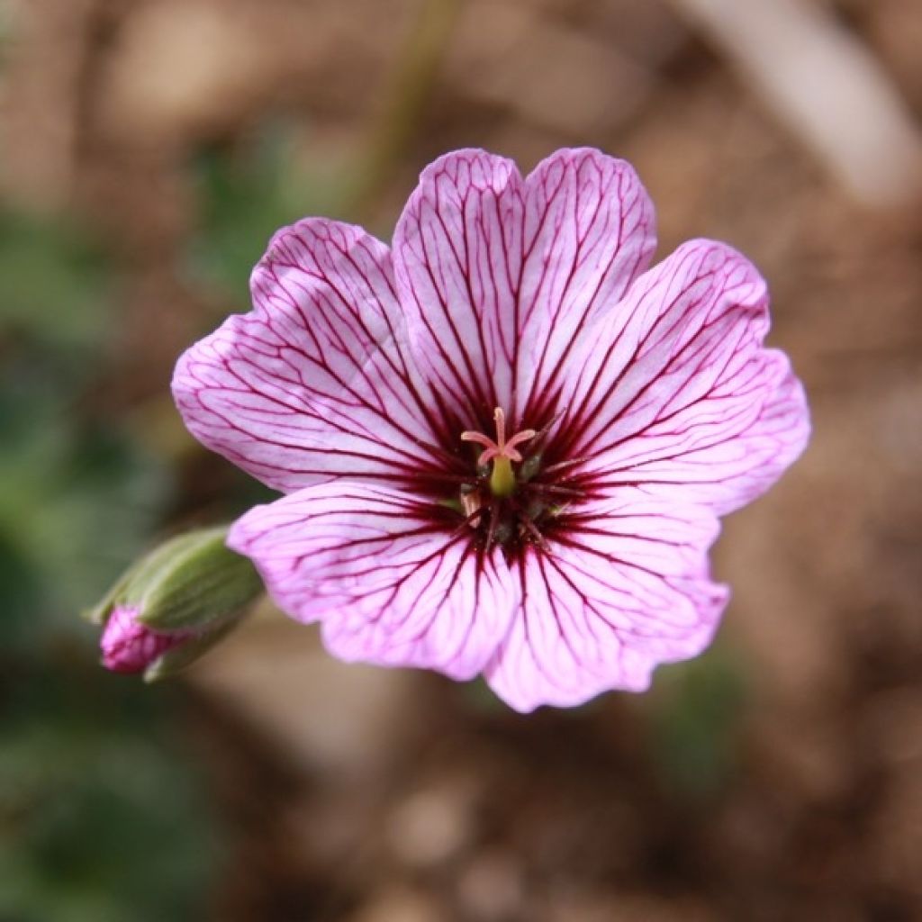 Geranium cinereum Ballerina - Aschgrauer Storchschnabel