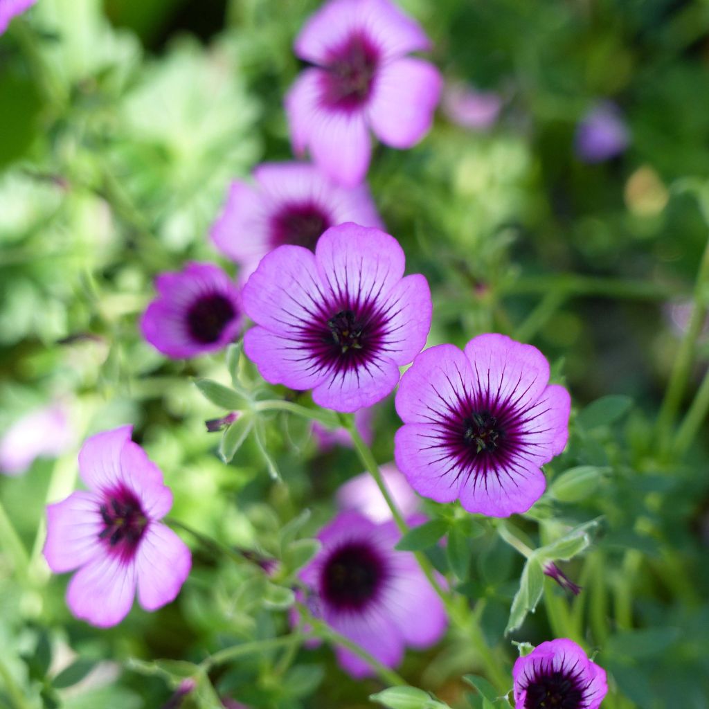 Geranium cinereum Jolly Jewel Night - Aschgrauer Storchschnabel