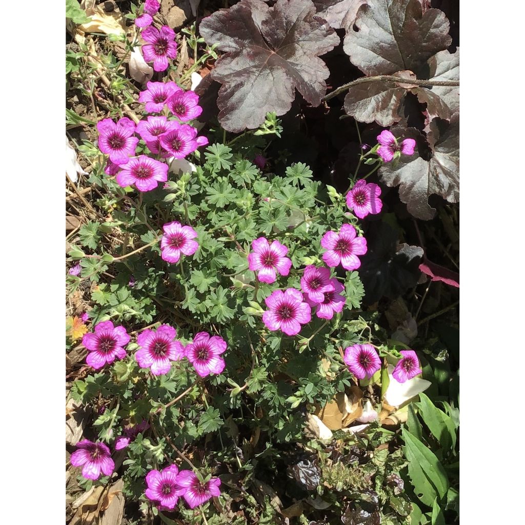 Geranium cinereum Jolly Jewel Night - Aschgrauer Storchschnabel