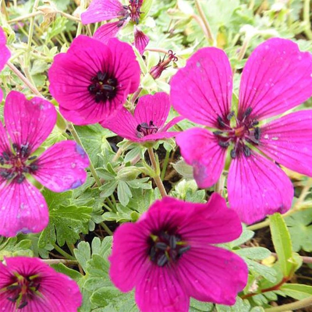 Geranium cinereum Jolly Jewel Red Improved - Aschgrauer Storchschnabel