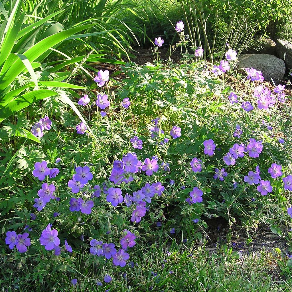 Storchschnabel Johnson's blue - Geranium