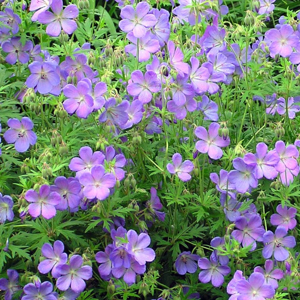 Storchschnabel Johnson's blue - Geranium