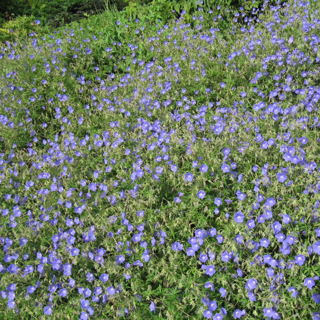 Storchschnabel Johnson's blue - Geranium