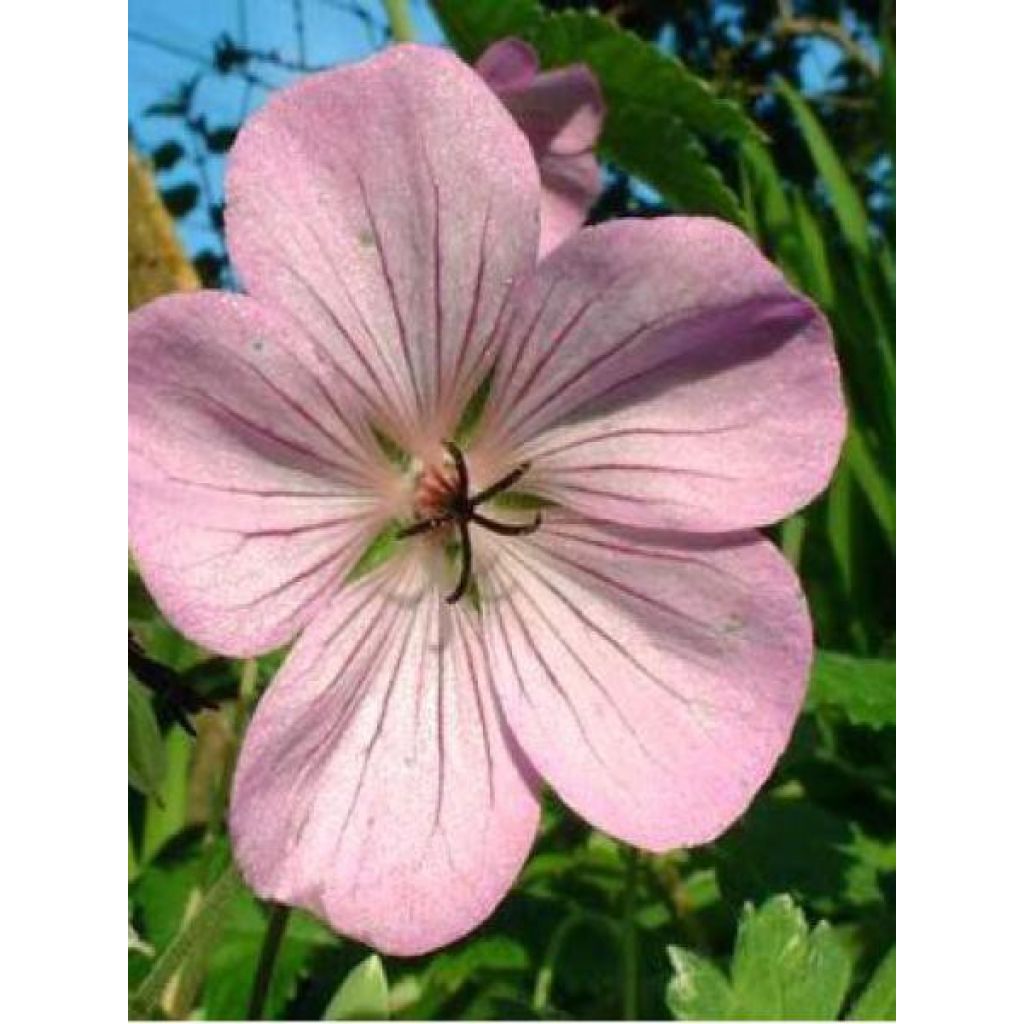 Storchschnabel Joy - Geranium