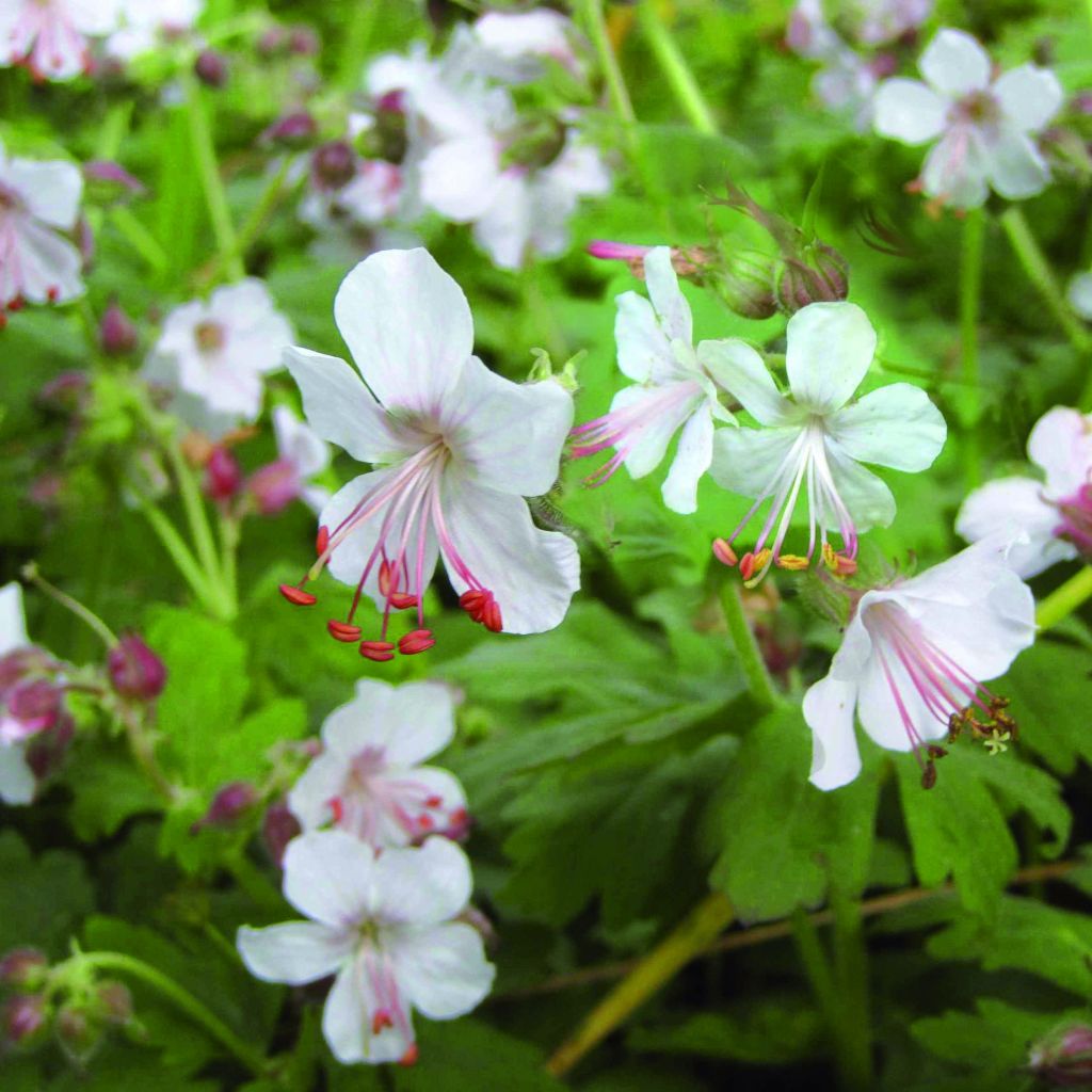 Geranium macrorrhizum Spessart - Balkan-Storchschnabel