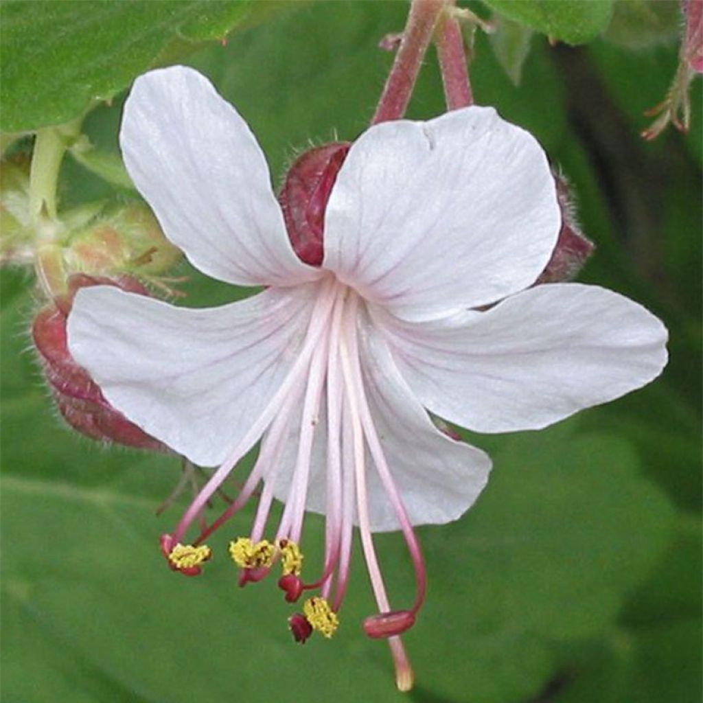 Geranium macrorrhizum Spessart - Balkan-Storchschnabel