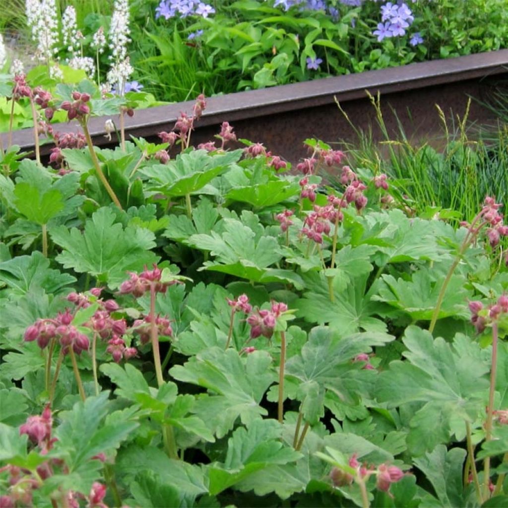 Geranium macrorrhizum Spessart - Balkan-Storchschnabel