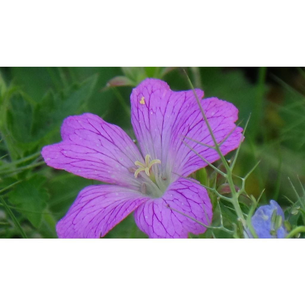 Geranium oxonianum Claridge Druce - Oxford-Storchschnabel