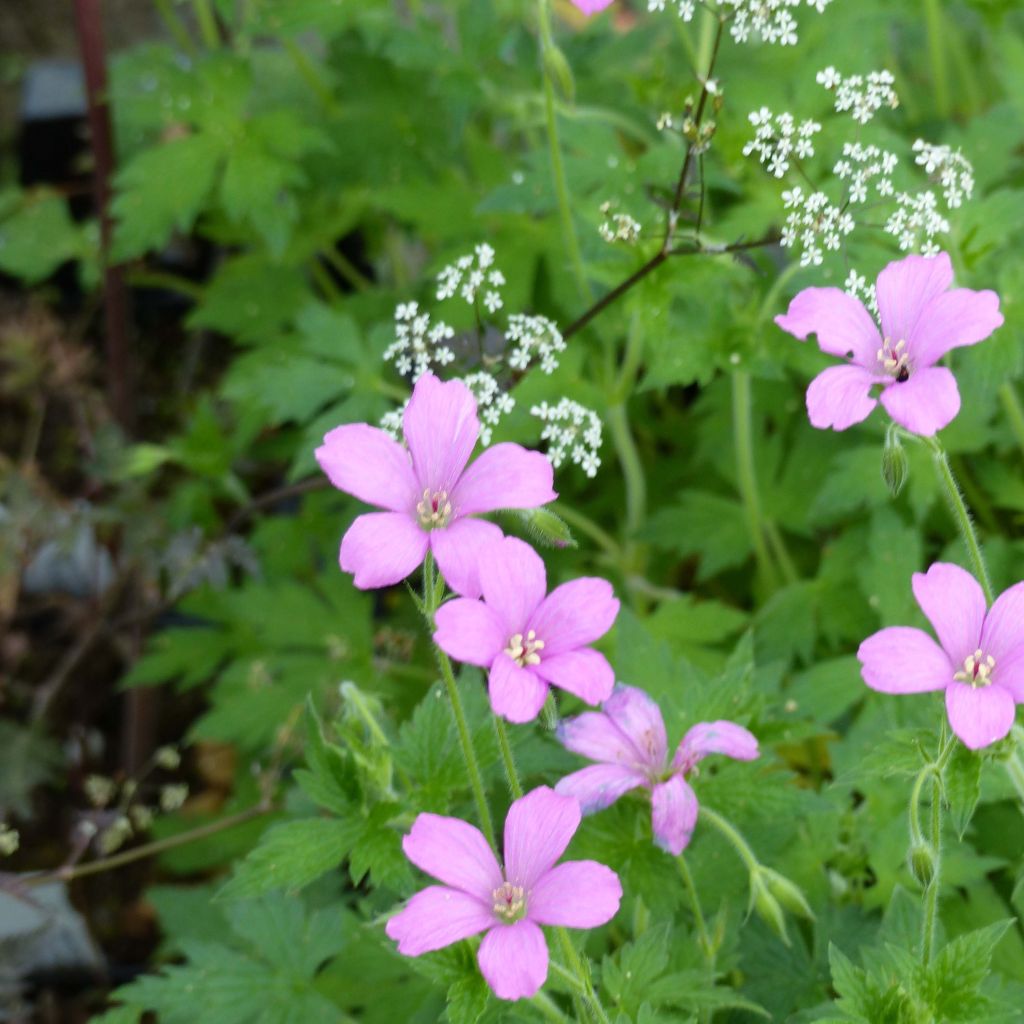 Geranium oxonianum Rosenlicht - Oxford-Storchschnabel