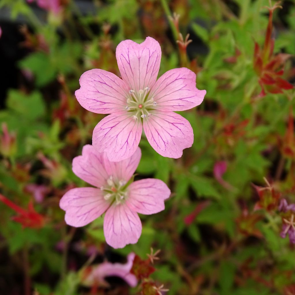 Geranium oxonianum Rosenlicht - Oxford-Storchschnabel