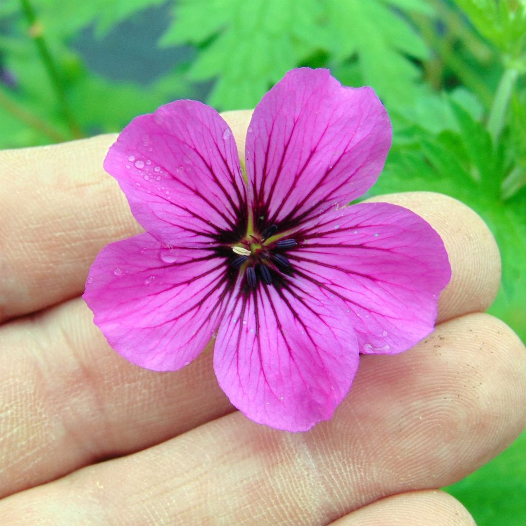 Storchschnabel Patricia - Geranium