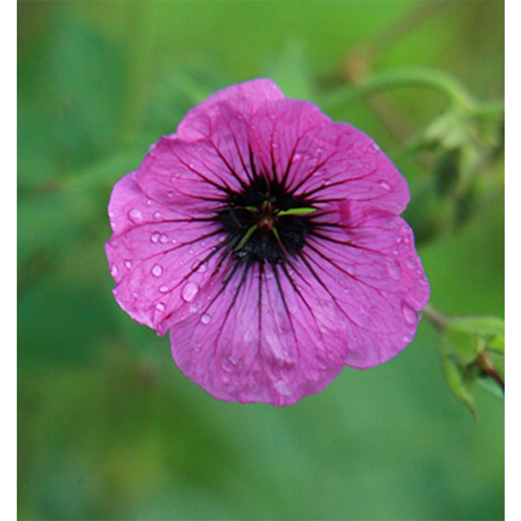 Storchschnabel Patricia - Geranium