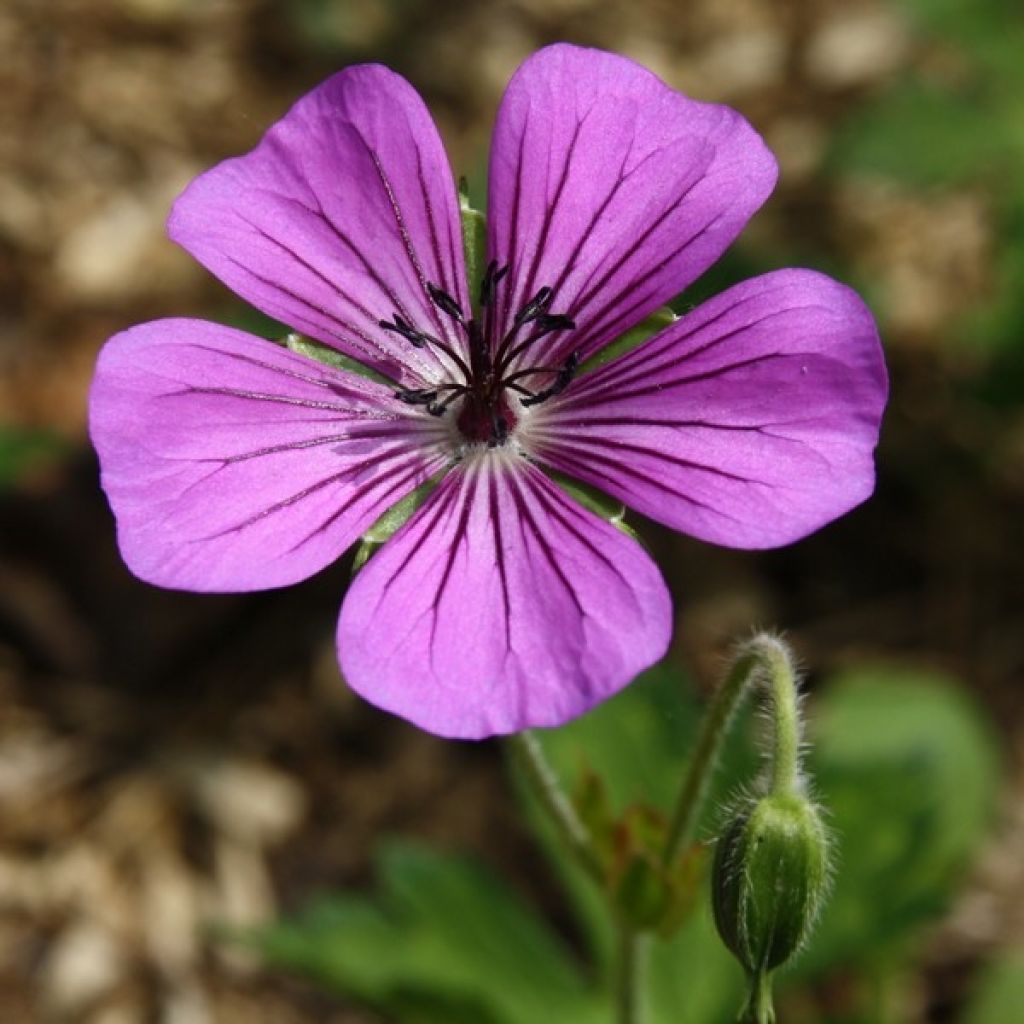 Storchschnabel Pink Penny - Geranium