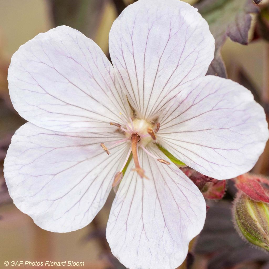 Geranium pratense Black n white Army - Wiesen-Storchschnabel