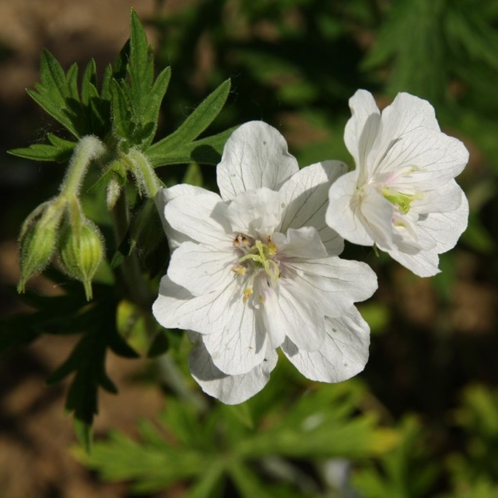 Geranium pratense Plenum Album - Wiesen-Storchschnabel