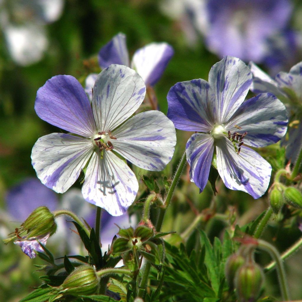 Geranium pratense Splish Splash - Wiesen-Storchschnabel