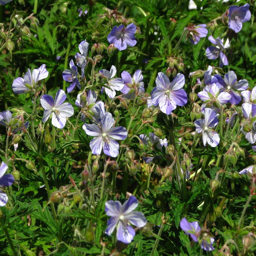 Geranium pratense Splish Splash - Wiesen-Storchschnabel