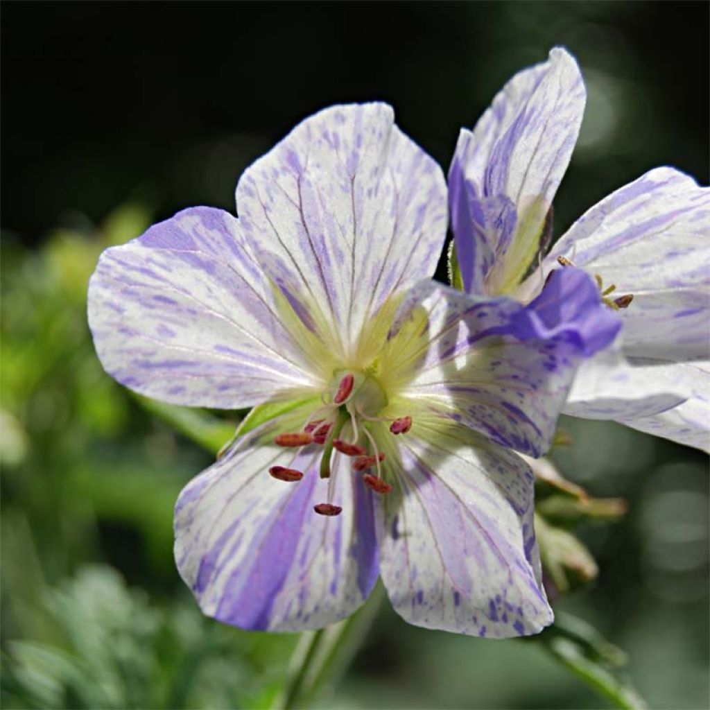 Geranium pratense Splish Splash - Wiesen-Storchschnabel